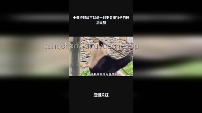 一个班卧龙凤雏齐飞的奇迹：解锁班级创新潜能新篇章