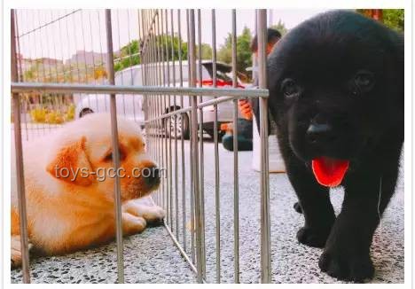 **警犬老周的“实习生拒绝记”**