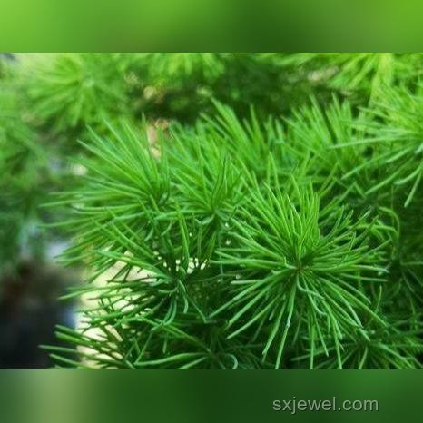 “疗愈身心”骗局与正规导师对比：揭开300万背后的真相