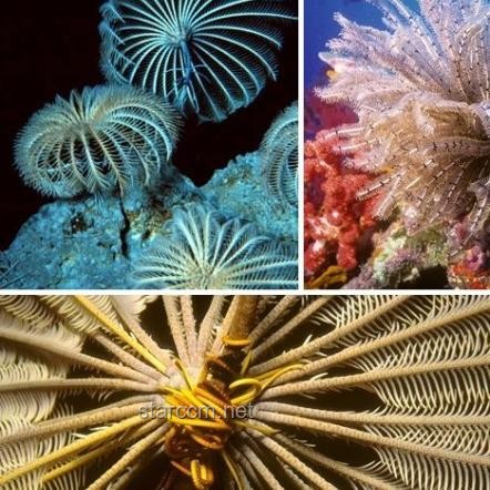 海百合：一朵自由的奇葩，未来海洋生态与生物科技的新星✨