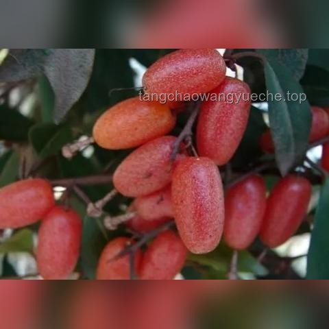 痔疮生长极限与手术治疗深度解析