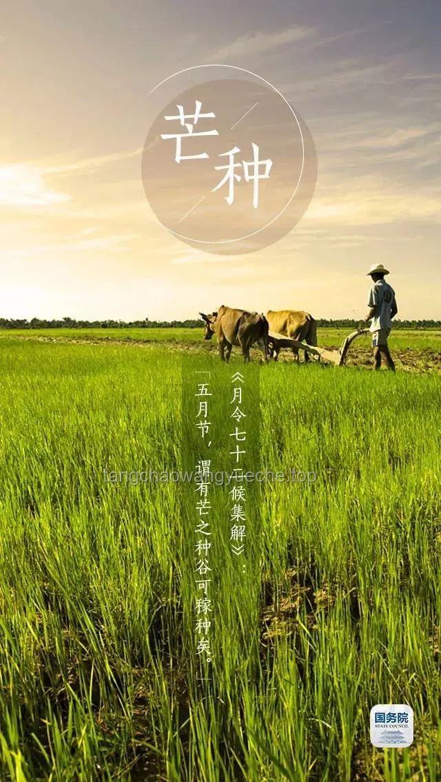 芒种节气饮食深度解析：清爽营养，应季而食