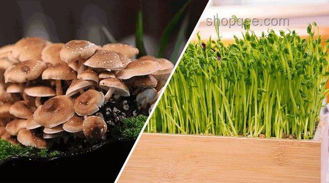 天生自带鲜味食材的未来趋势：天然与健康并重